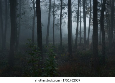 Tall tree silhouettes in a thick morning fog. The light flowing through the trunks. Dark mystical forest scene. Creepy landscape. Fantasy, fairy tale, silence - Powered by Shutterstock