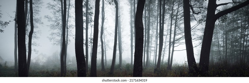 Tall tree silhouettes in a thick morning fog. The light flowing through the trunks. Dark mystical forest scene. Creepy landscape. Fantasy, fairy tale, silence - Powered by Shutterstock