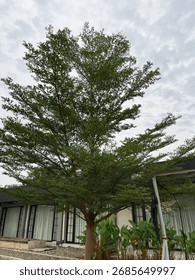 A tall tree standing in front of a modern house on a cloudy day