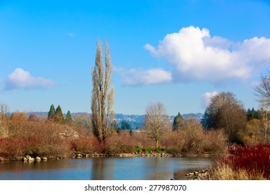 A tall tree stands alone by the lake, in Commonwealth Lake Park,  Beaverton, Oregon.