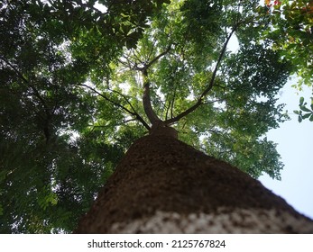 A Tall Tree With The Strong Trunk. 