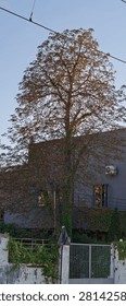 A tall tree with thin branches and sparse leaves stands next to a gated fence and a building under a clear blue sky.