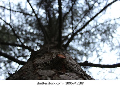 tall tree trunk, close-up bottom view