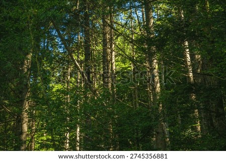 Tall tree trunks in green deciduous alpine forest, natural woodland scenery in summer. Selective focus.