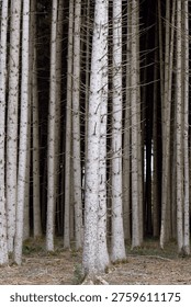 Tall tree trunks stand side by side in a forest.