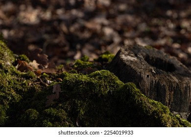 Tall tree trunks, swathed in lush green moss, stand regally amidst a forest floor. Their rough bark, etched with time and life, provides a textured canvas for the soft, velvety moss.  - Powered by Shutterstock