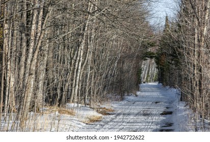 Tall Tree Tunnel Next To The Snowmobile Trail