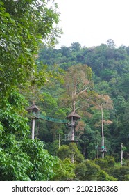Tall Tree With A Zip Line Construction In A Tropical Rain Forest Scenery, Koh Samui, Thailand