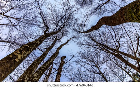 tall trees