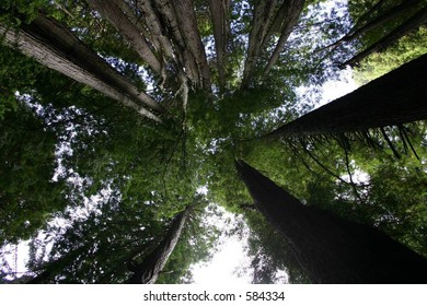 Tall Trees