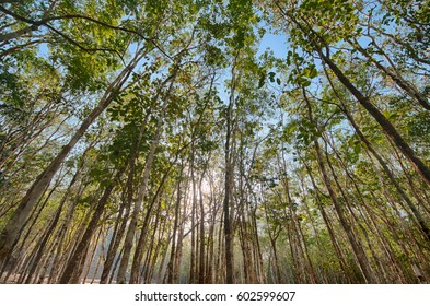 The Tall, Tall Trees