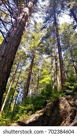 tall trees