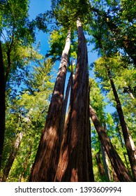 Tall Trees At The Big Basin Redwoods State Park