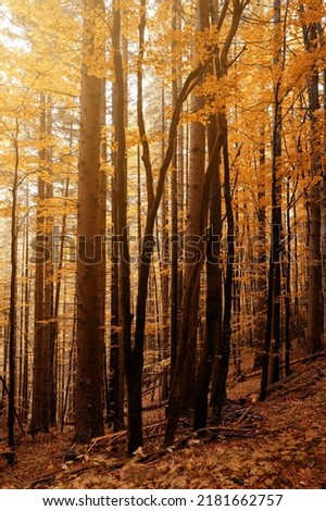 Tall trees of the Carpathian forests, nature reserve in the Carpathians, Ukrainian forests and reserves. Autumn landscape in the forest.
