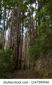 Tall trees in the forest