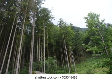 Tall trees in the forest