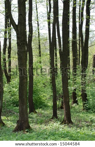 tall trees in the forest