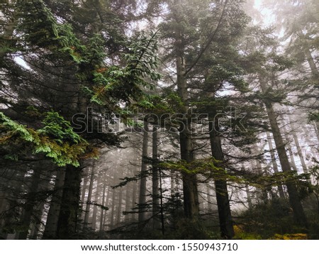 Similar – View of the turquoise sea in Canada framed by coniferous forest