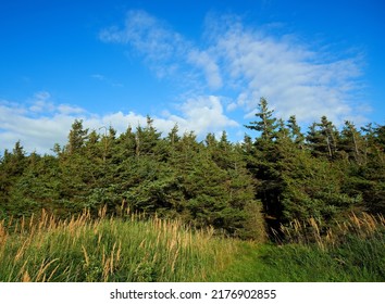 Tall trees growing in a lush green forest with copyspace, peaceful soothing beauty in nature. Wooden texture and patterns growth in a woodland, with hidden peace, soothing and calming view - Shutterstock ID 2176902855