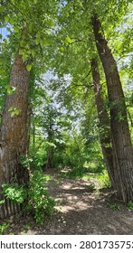 Tall trees guarding the path