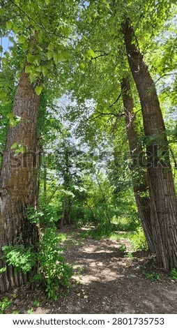 Tall trees guarding the path