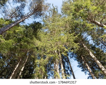 Tall Trees At The Hermitage, Dunkeld, Perthshire, Scotland