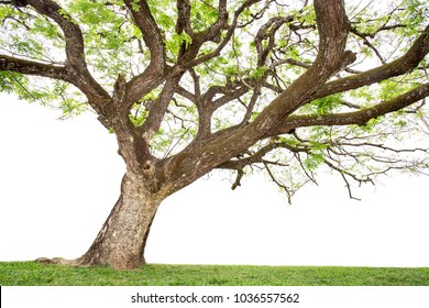 Tall trees isolated on white background.
Large trees database Botanical garden organization elements of Asian nature in Thailand, tropical trees isolated used for
