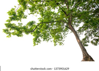 Tall Trees Isolated On White Background