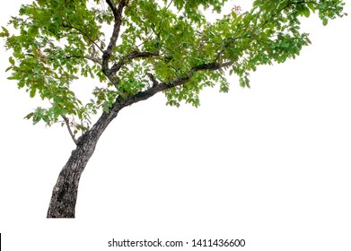 Tall Trees Isolated On White Background 