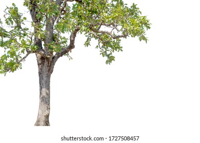 Tall Trees Isolated On White Background