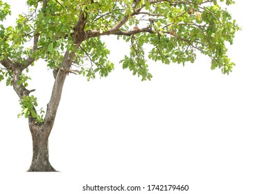 Tall Trees Isolated On White Background