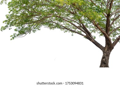 Tall Trees Isolated On White Background