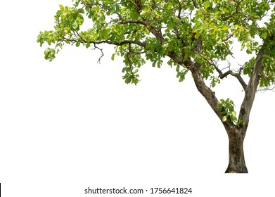 Tall Trees Isolated On White Background