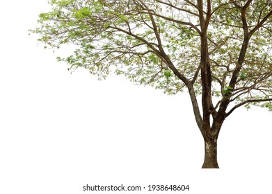 Tall Trees Isolated On White Background