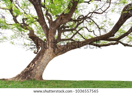 Similar – Image, Stock Photo cherry harvest Branch Tree