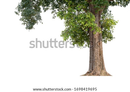 Tall trees isolated on white background