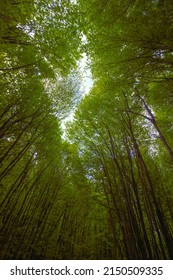 Tall Trees In The Lush Forest. Carbon Net Zero Or Carbon Neutral Vertical Background Photo. 