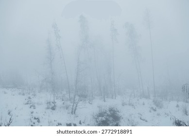 Tall trees are mostly hidden in thick fog. Snow covers the ground, and the scene shows a cold and quiet rural landscape during early morning hours.