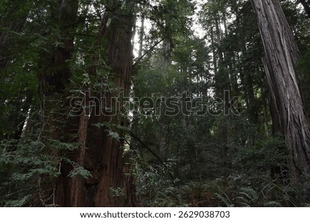 Tall trees at Muir Woods National Monument