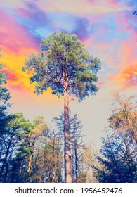 Tall Trees Of New Forest