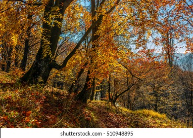 tall trees on hillside with yellow and red foliage in autumn forest on sunny day - Shutterstock ID 510948895