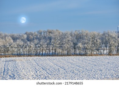 Tall Trees On An Open Field During Winter On A Cold Moonlit Night. Large Woods Surrounded By Snow Covered Land, Grass And Foliage. Landscape Of Nature Thriving And Growing Through The Icy Season