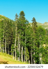 tall trees on the slopes of the mountains - Shutterstock ID 2258152679