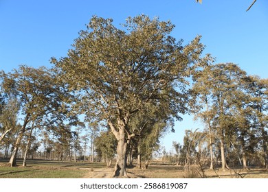 Tall trees reaching into the sky with branches against a bright blue background