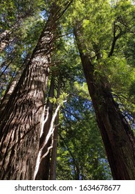 Tall Trees In The Redwood Forrest