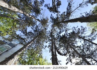 Tall Trees In The School Yard Sky Summer