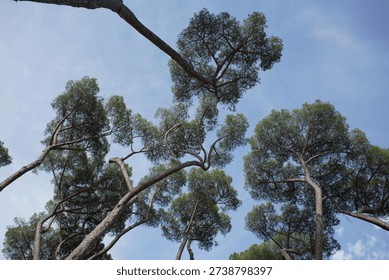 Tall trees seen from below inside a public park, with branches and leaves stretching toward the sky. The upward perspective highlights height, nature, and the peaceful outdoor atmosphere, ideal for environmental, seasonal, and landscape themes.