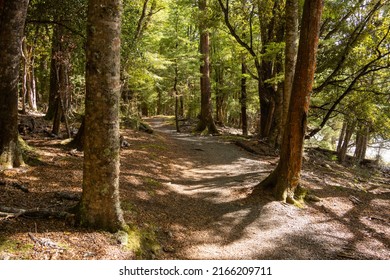 Tall Trees And Shadows On Kepler Track, Te Anau, South Island, NZ.