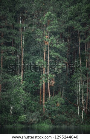 Similar – Image, Stock Photo Many pine trees in the park. Sorted neatly.