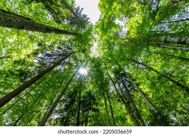Tall trees and sun in forest viewed from bottom to top